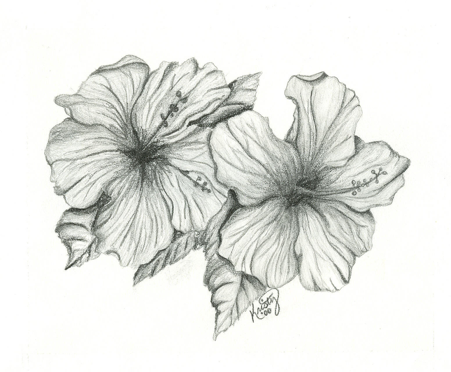 Realistic hibiscus drawing - 🧡 Схема вышивки "Цветок гибискуса."...
